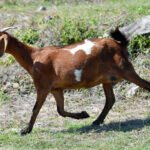 Veto’s en het geitenpaadje van het Europees Parlement
