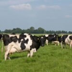 Hoe komt het komende Europese landbouwbeleid tot stand?